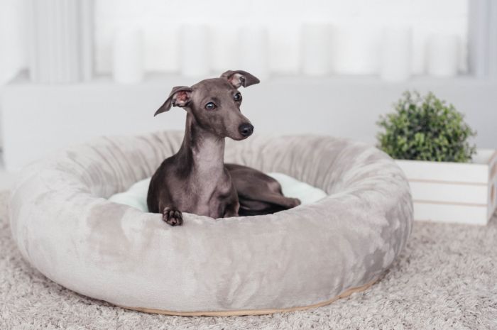 Chiar dacă e cunoscut pentru curse, ogarul englez, cunoscut și sub denumirea de Greyhound, pot la fel de bine fi cățel de canapea. 